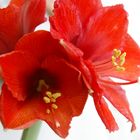 Amaryllis pur