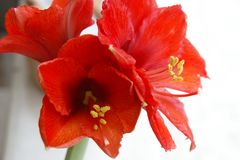 Amaryllis pur