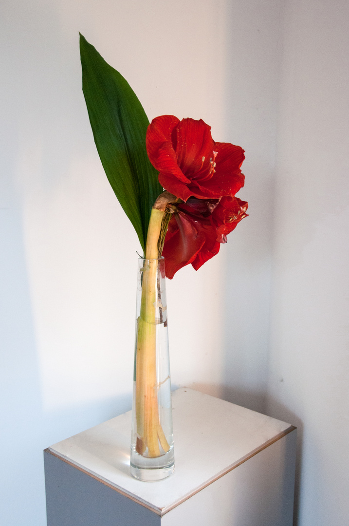 Amaryllis (rechts)