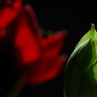 Amaryllis - red
