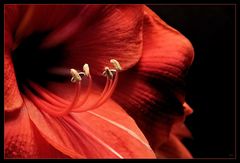 Amaryllis-Red Lion-Detailaufnahme