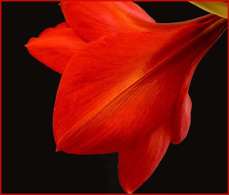 Amaryllis... (reload)