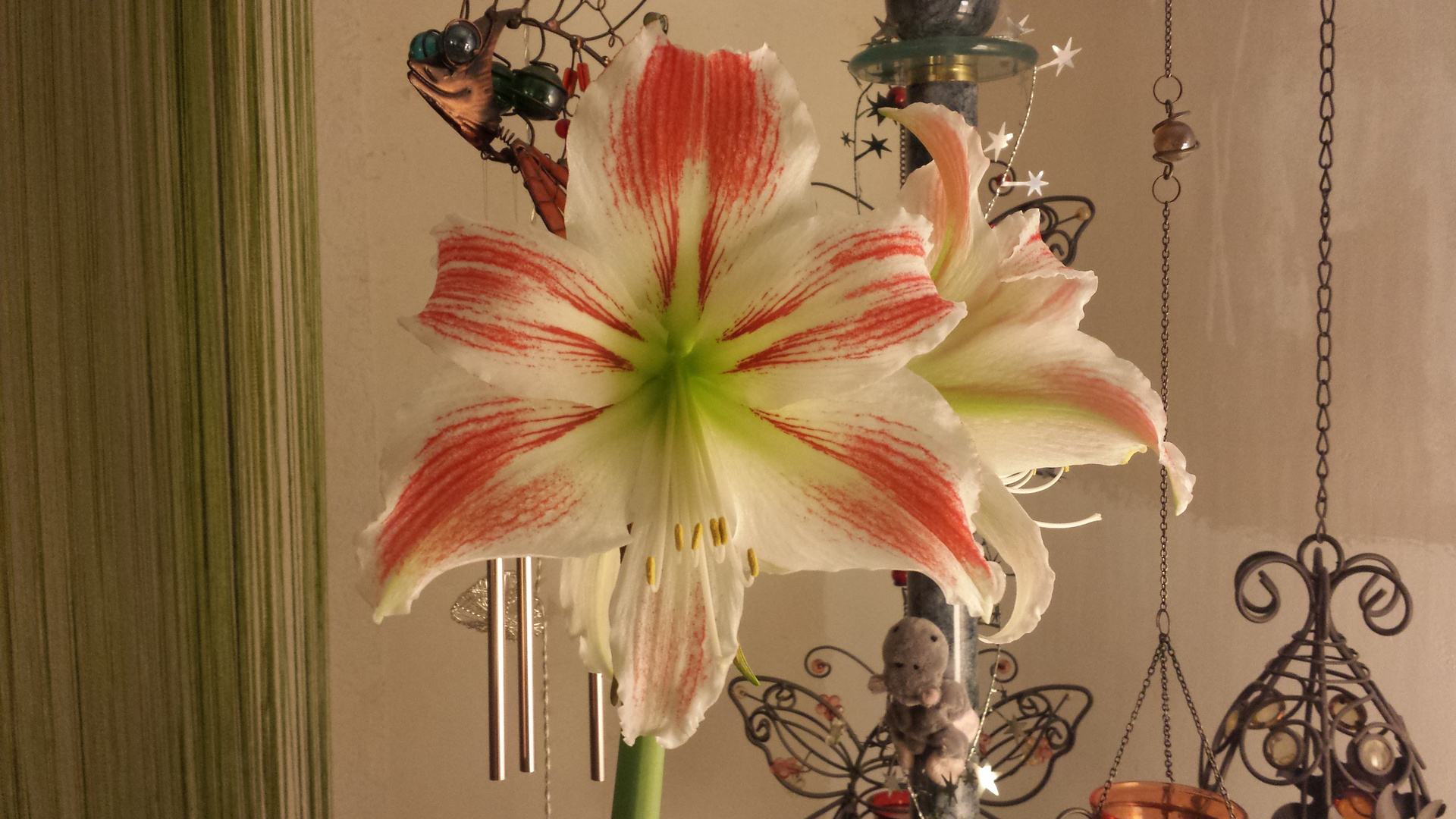 Amaryllis Ritterstern