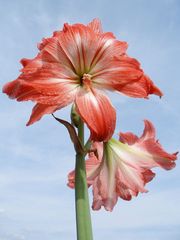 " AMARYLLIS " ( RITTERSTERN )