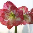 Amaryllis / Ritterstern