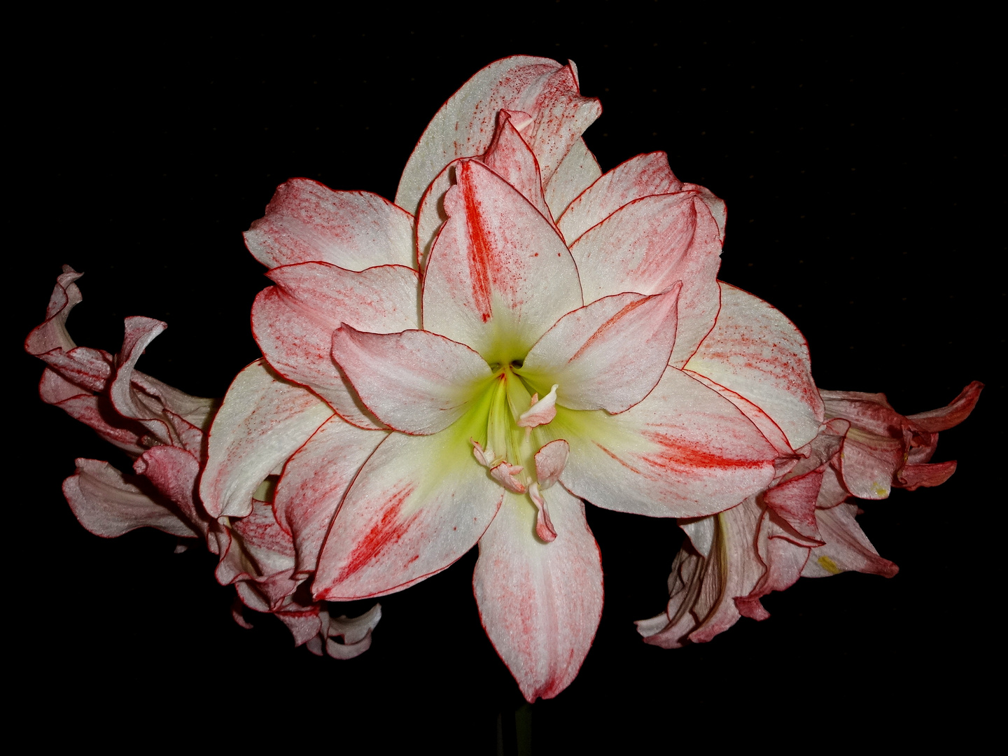 Amaryllis / Ritterstern