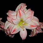 Amaryllis / Ritterstern