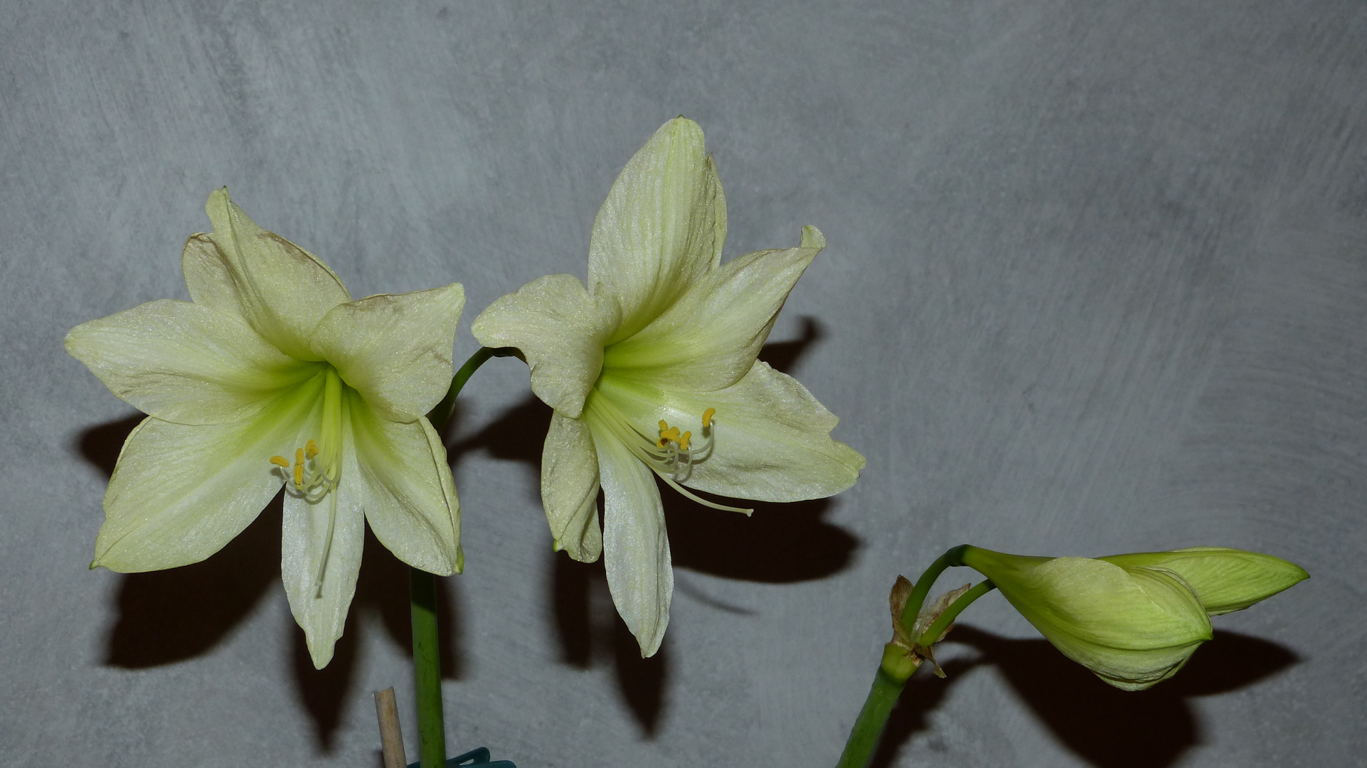 Amaryllis, Ritterstern.  