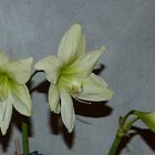 Amaryllis, Ritterstern.  