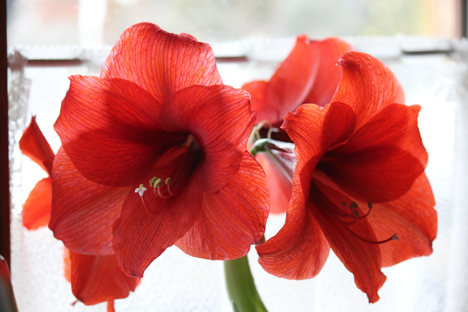 Amaryllis (Ritterstern)