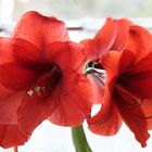 Amaryllis (Ritterstern)