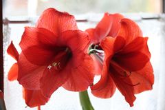 Amaryllis (Ritterstern)