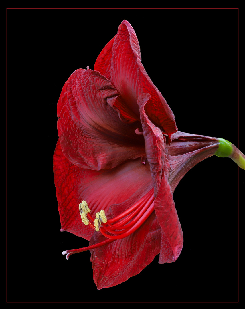 Amaryllis (Ritterstern)