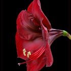 Amaryllis (Ritterstern)