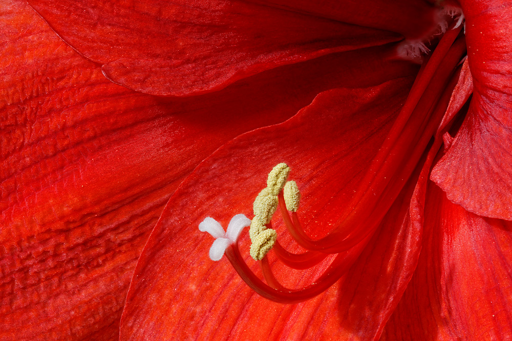 Amaryllis - Ritterstern