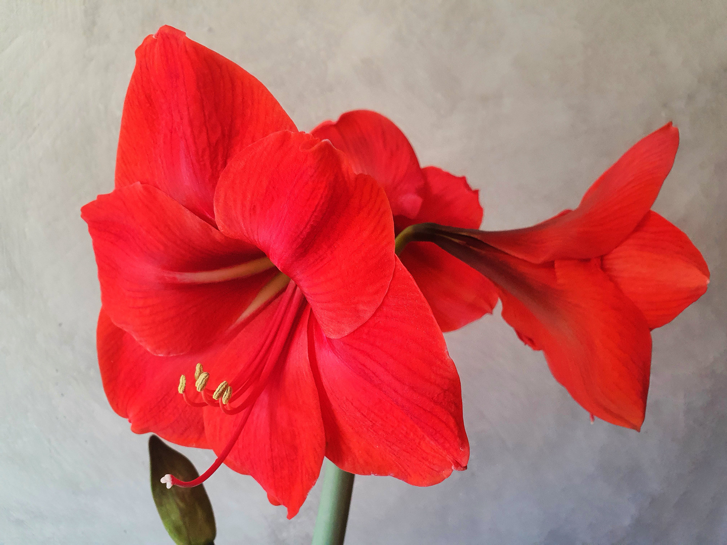 Amaryllis, Ritterstern.  