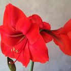 Amaryllis, Ritterstern.  