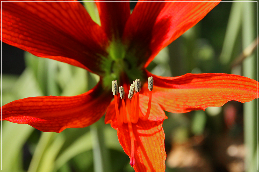 Amaryllis / Ritterstern : Eine von 18 Blüten