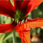 Amaryllis / Ritterstern : Eine von 18 Blüten