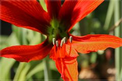 Amaryllis / Ritterstern : Eine von 18 Blüten