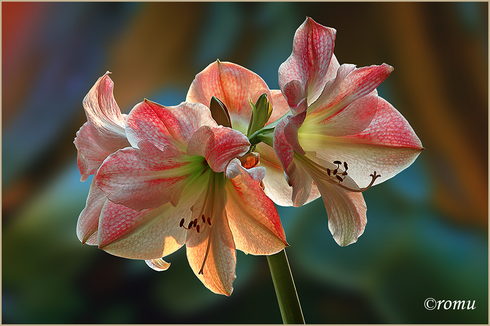 amaryllis - ritterstern (hippeastrum cultivars)