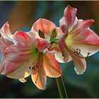 amaryllis - ritterstern (hippeastrum cultivars)