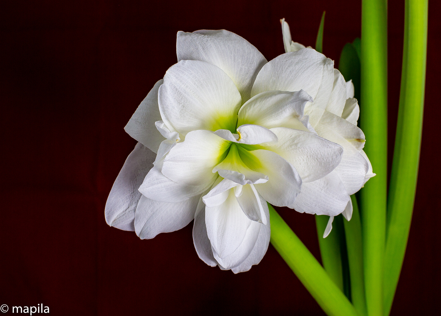 Amaryllis - Ritterstern ...in Farbe...2