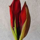 Amaryllis, Ritterstern in Rot  