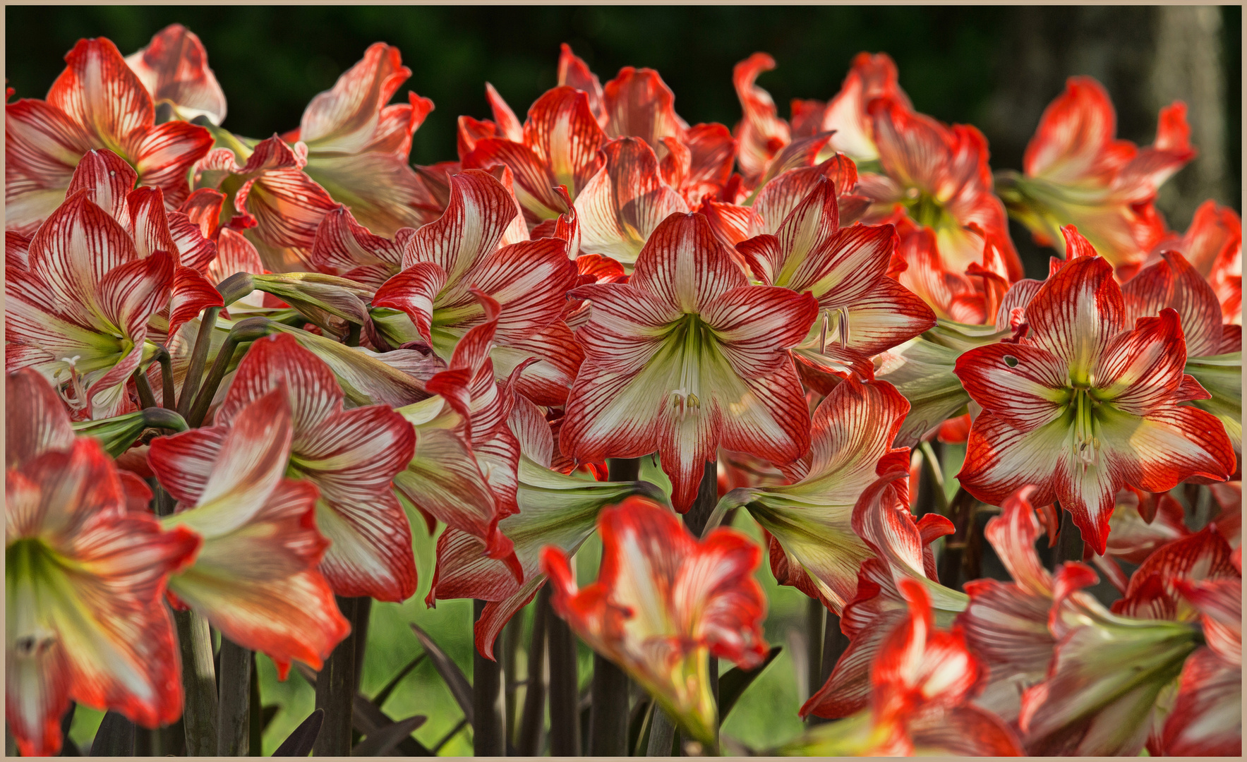 Amaryllis - Rittersterne