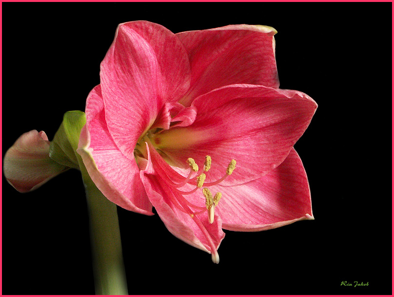 amaryllis rosa