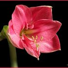 amaryllis rosa