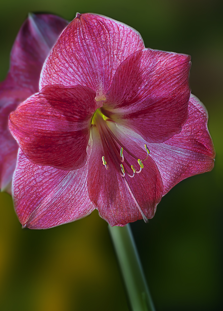 Amaryllis rot