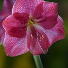 Amaryllis rot