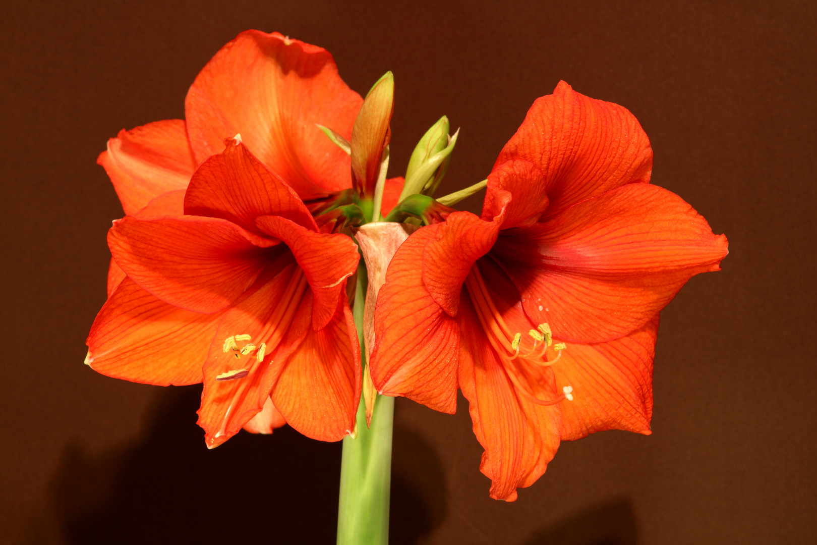 Amaryllis rot