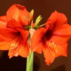 Amaryllis rot