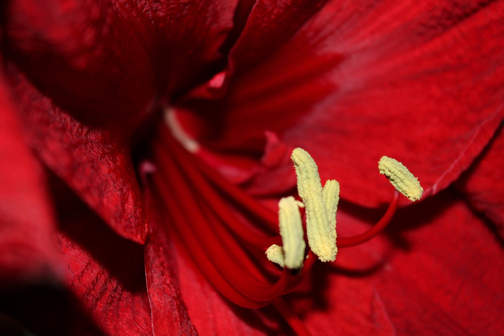 Amaryllis (Rot)