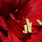 Amaryllis (Rot)