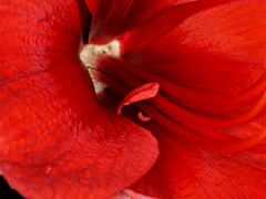 Amaryllis rot