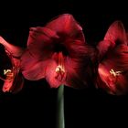 Amaryllis, Rot