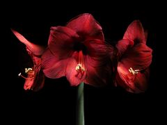 Amaryllis, Rot