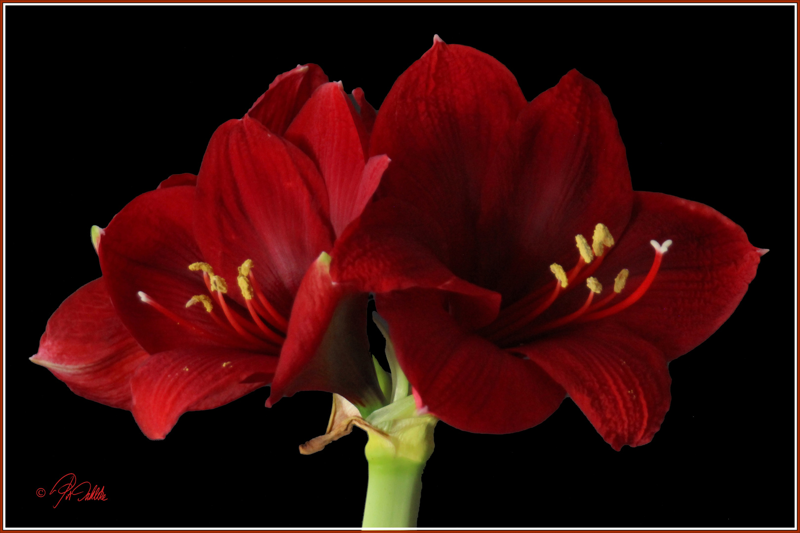 " Amaryllis rot "      Mittwochsblümchen 04.12.2019