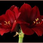 " Amaryllis rot "      Mittwochsblümchen 04.12.2019