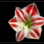 Amaryllis rot-weiß