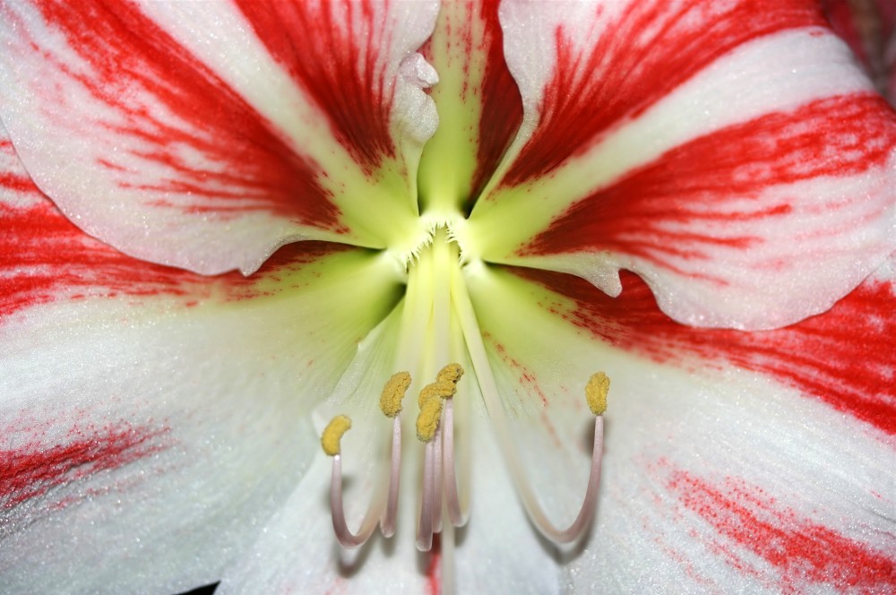 Amaryllis rot-weiss