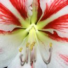 Amaryllis rot-weiss