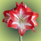 Amaryllis rot-weiss