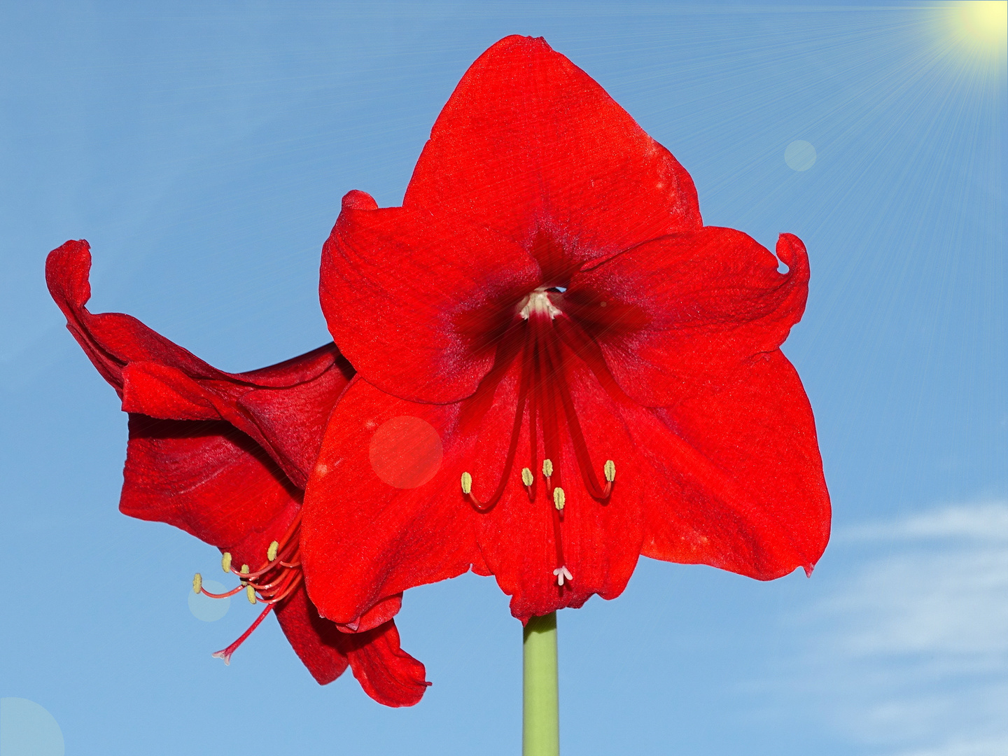 Amaryllis Rote Blüte Foto & Bild rot, himmel, natur Bilder auf