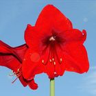 Amaryllis Rote Blüte 