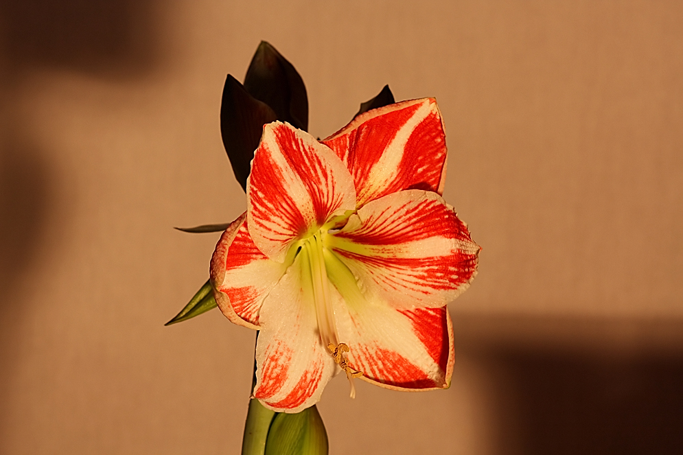 Amaryllis rot/weiß