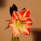 Amaryllis rot/weiß